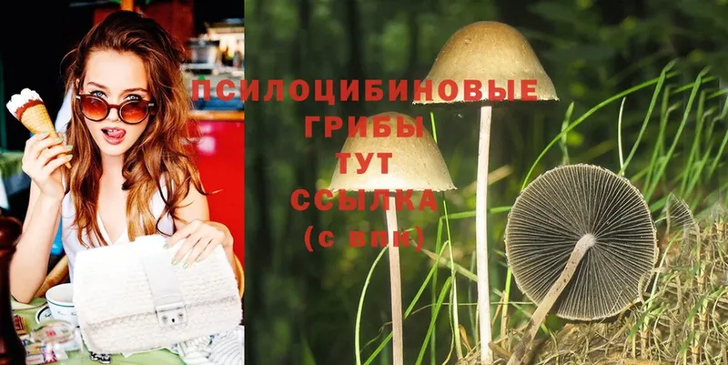 Псилоцибиновые грибы Cubensis  Каспийск 